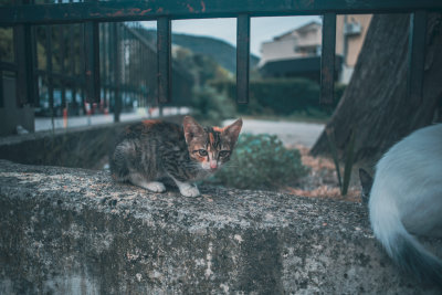 Petrovac, Montenegro — fine art travel photography print available from Clever Tourists