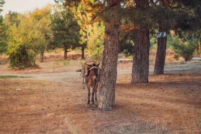Korce, Albania — fine art travel photography print available from Clever Tourists