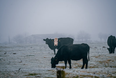 Cheddar, England