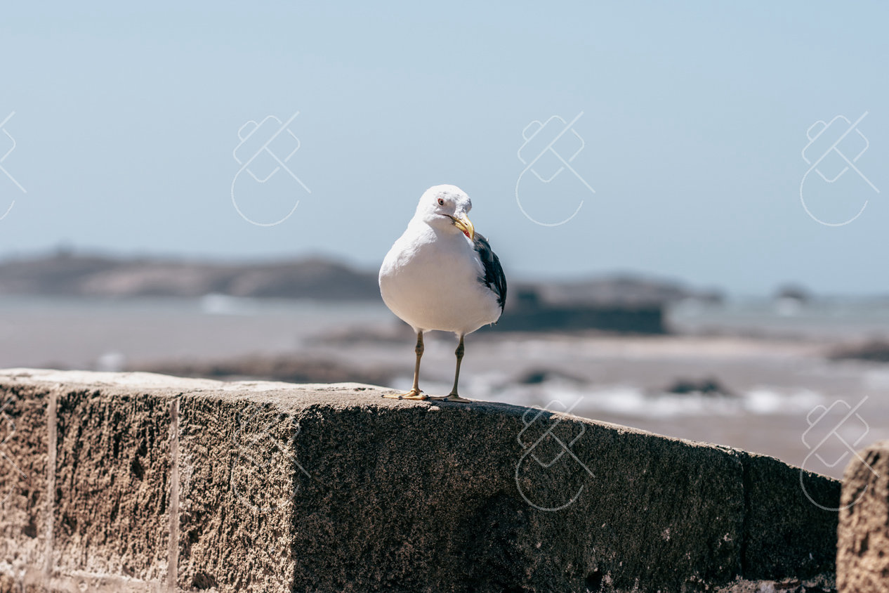 Essaouira, Morocco, September 2022