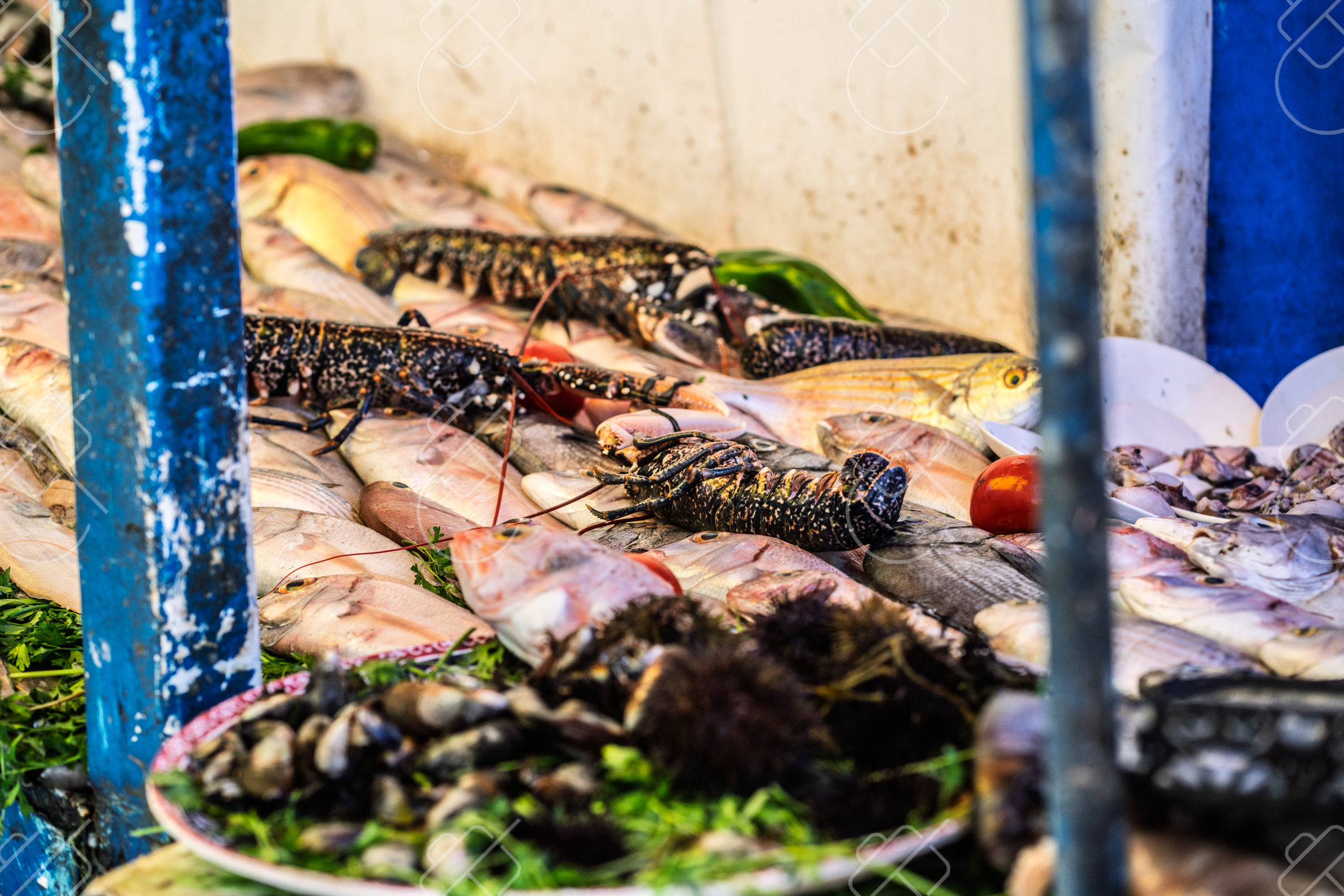 Spiny lobsters, fish and sea urchins on ice at a seafood stall — Essaouira, fine art travel photography print available from Clever Tourists