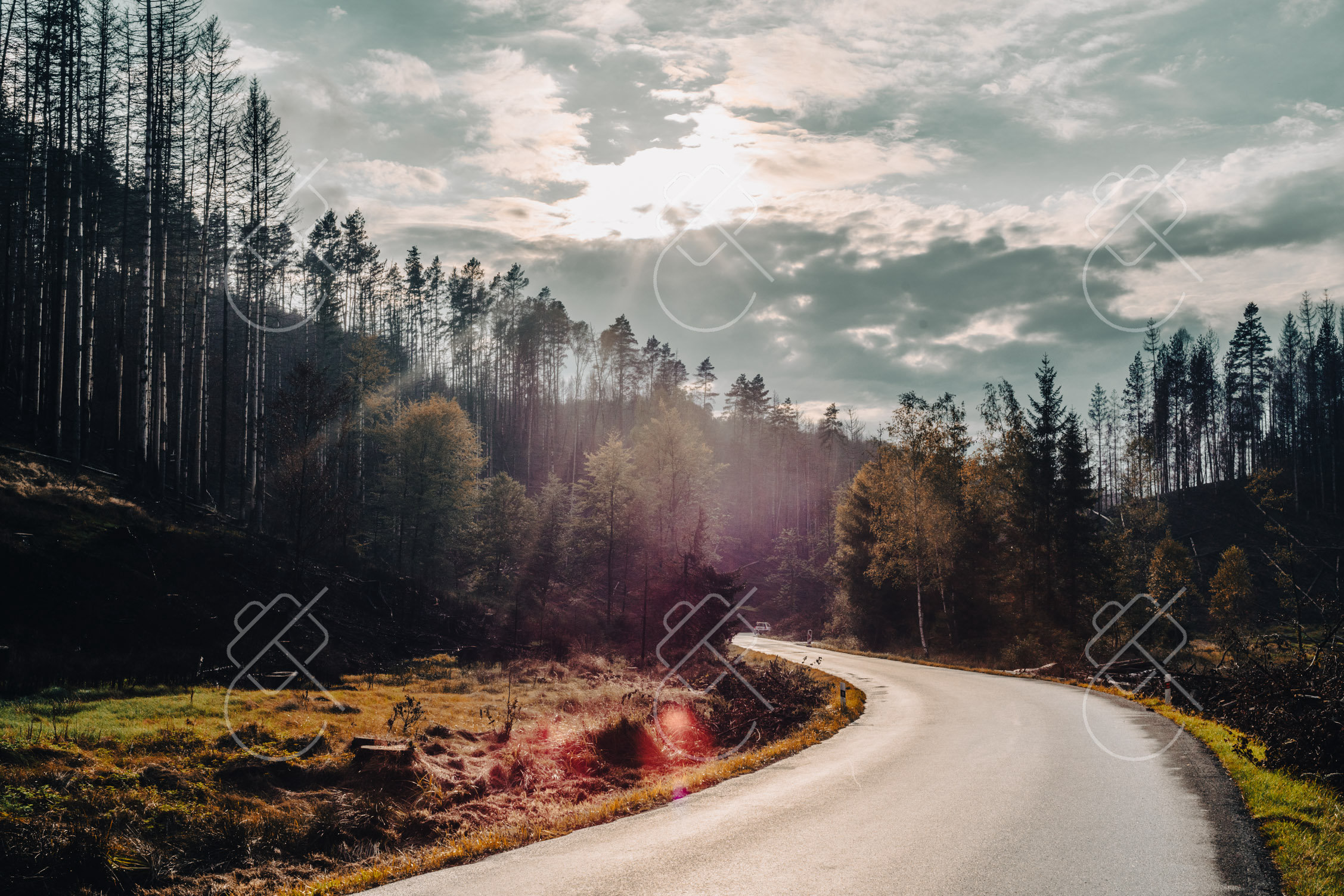A quiet forest road cutting through the pine hills near Hrensko — Hřensko, fine art travel photography print available from Clever Tourists