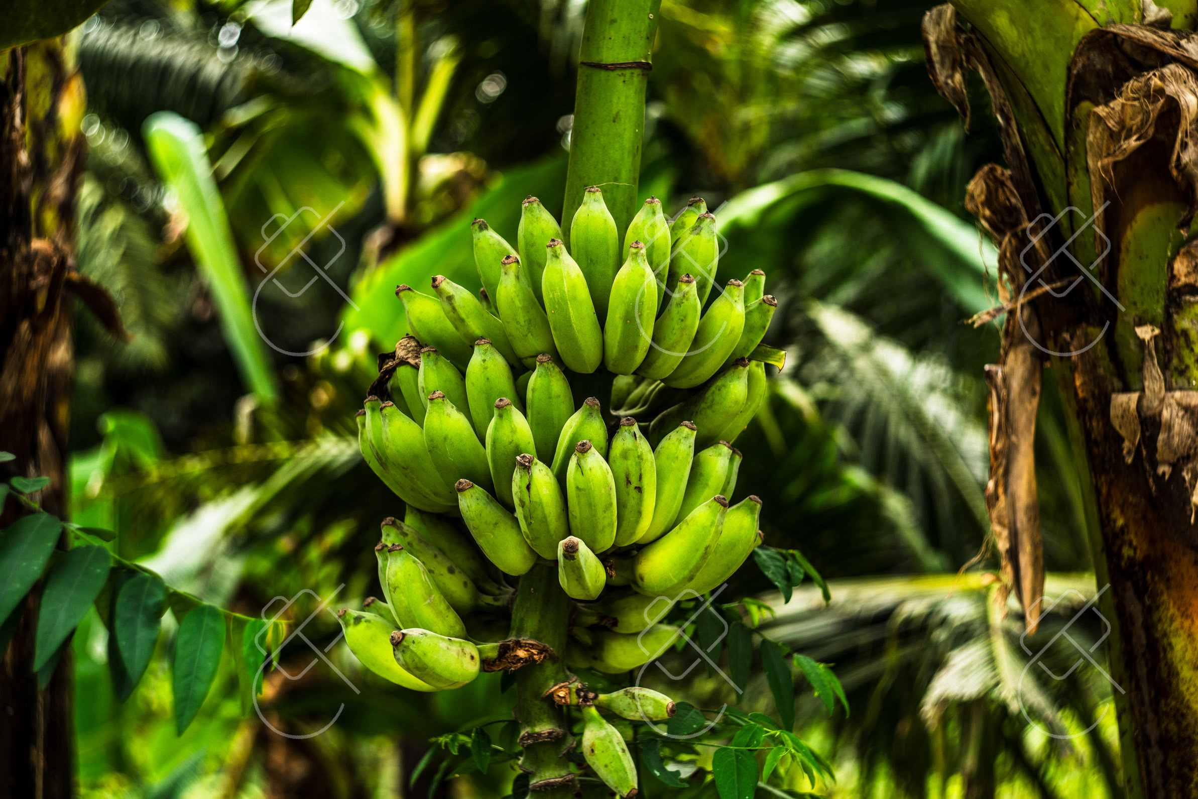 Khao Sok, Thailand, January 2023