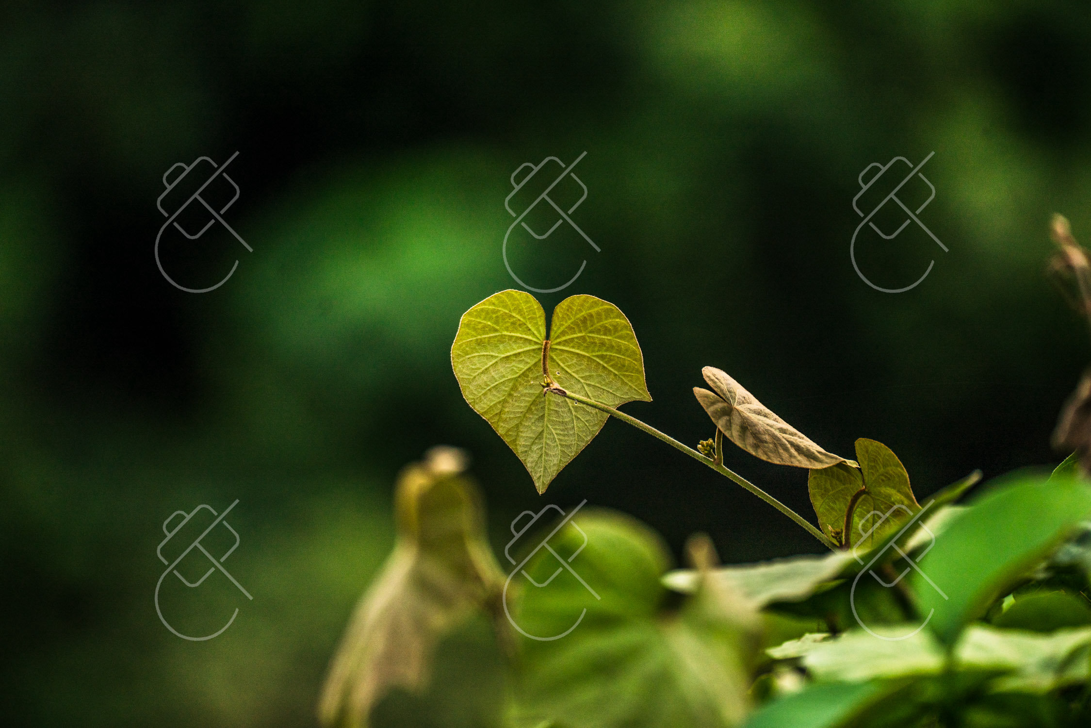 Khao Sok, Thailand, January 2023