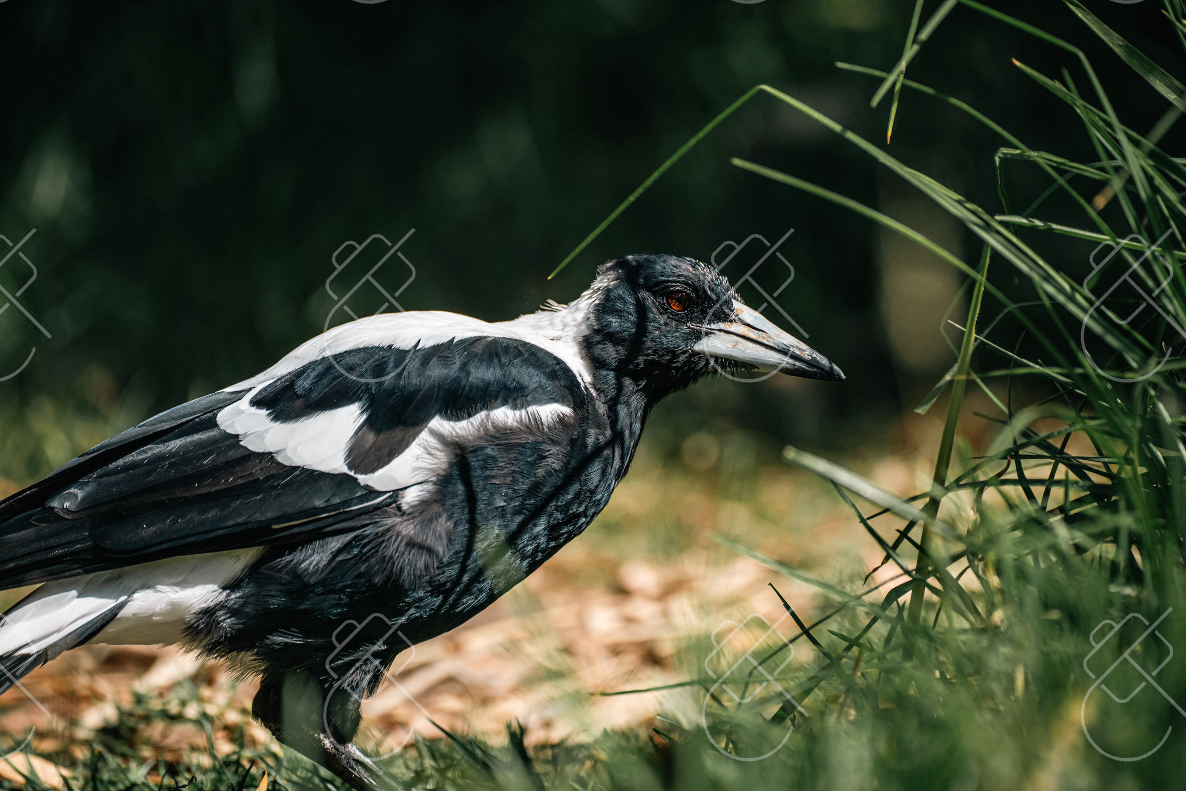 View & buy this print Apollo Bay, Australia — Nature