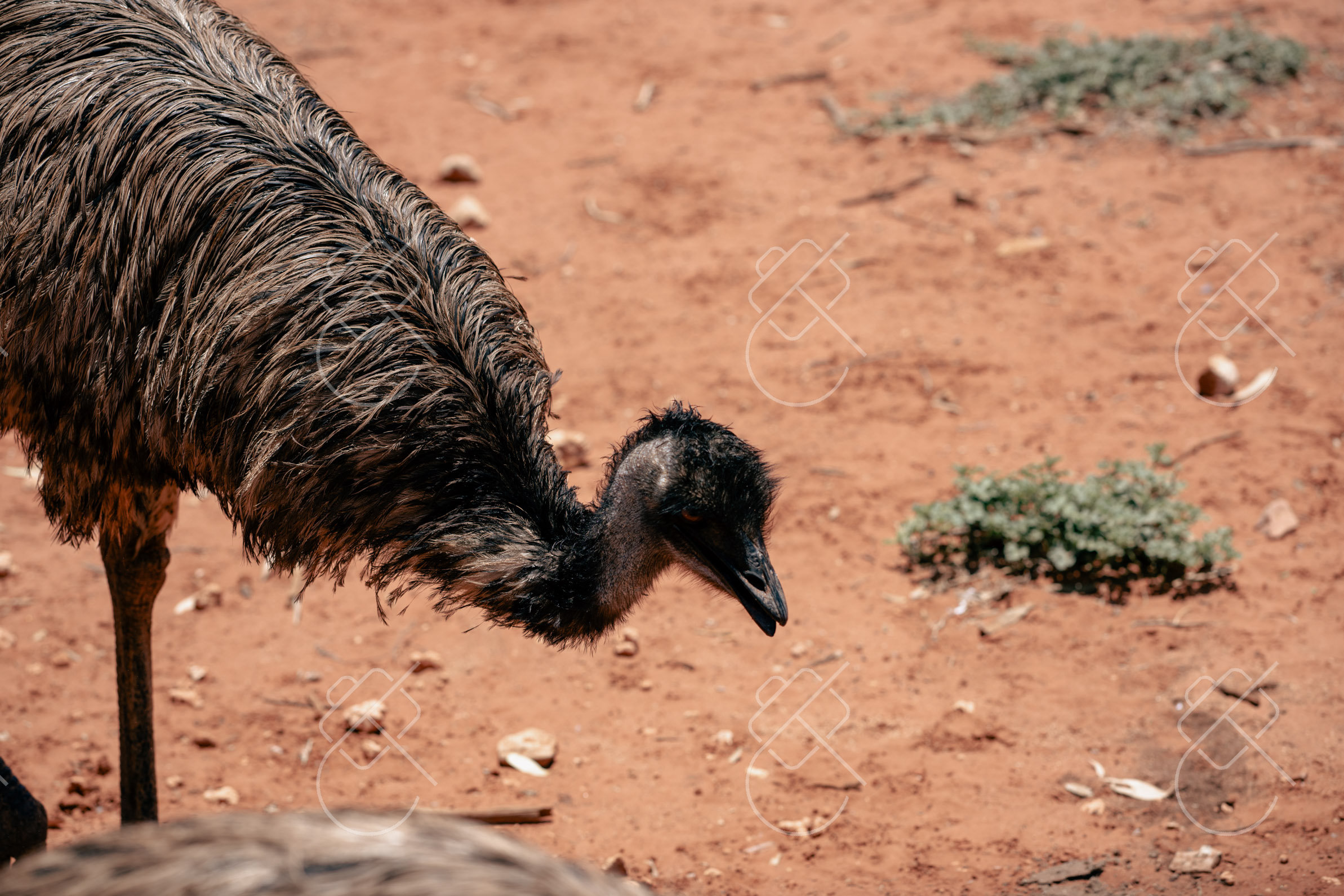 View & buy this print Alice Springs, Australia — Nature