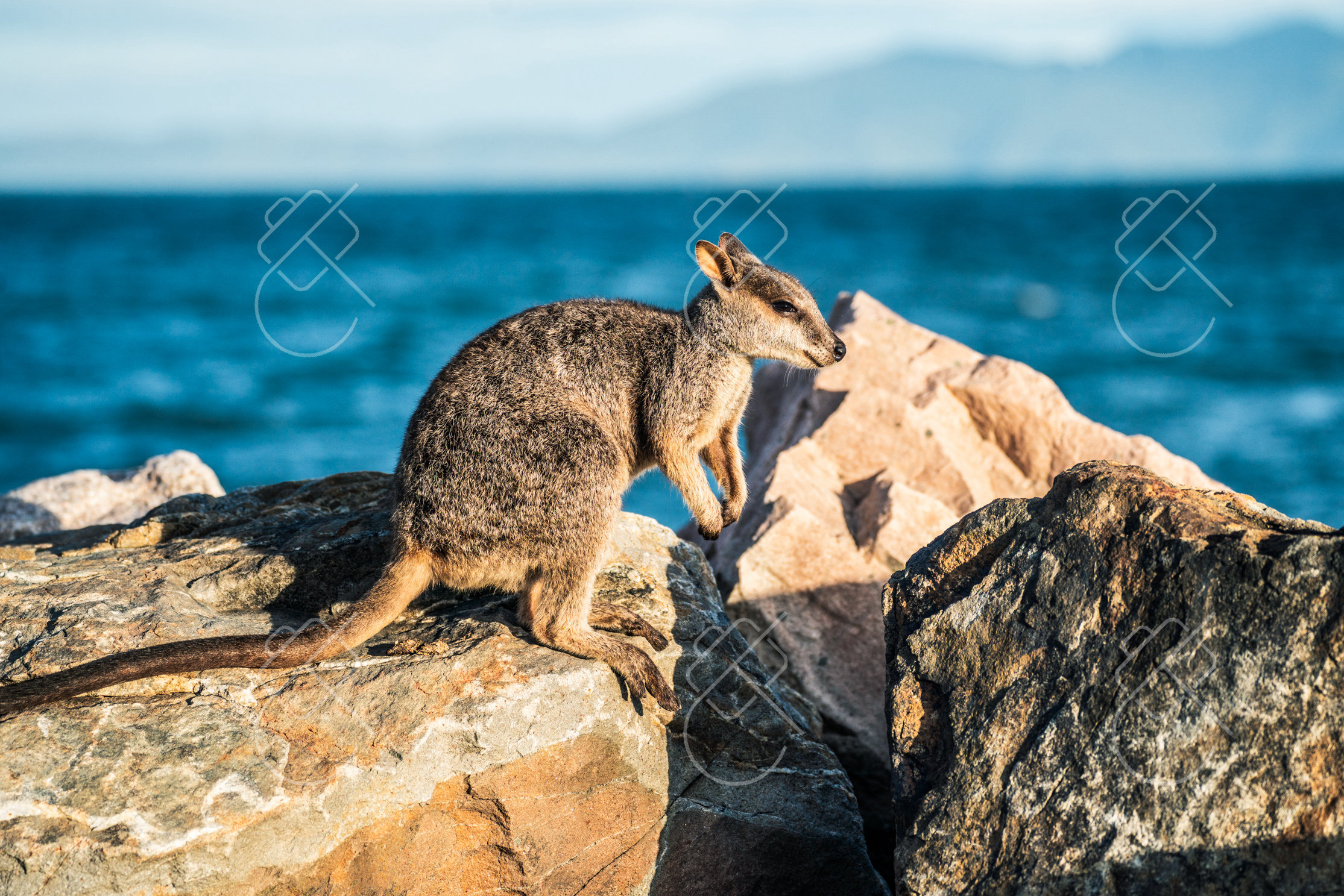 Magnetic Island, Australia, February 2023