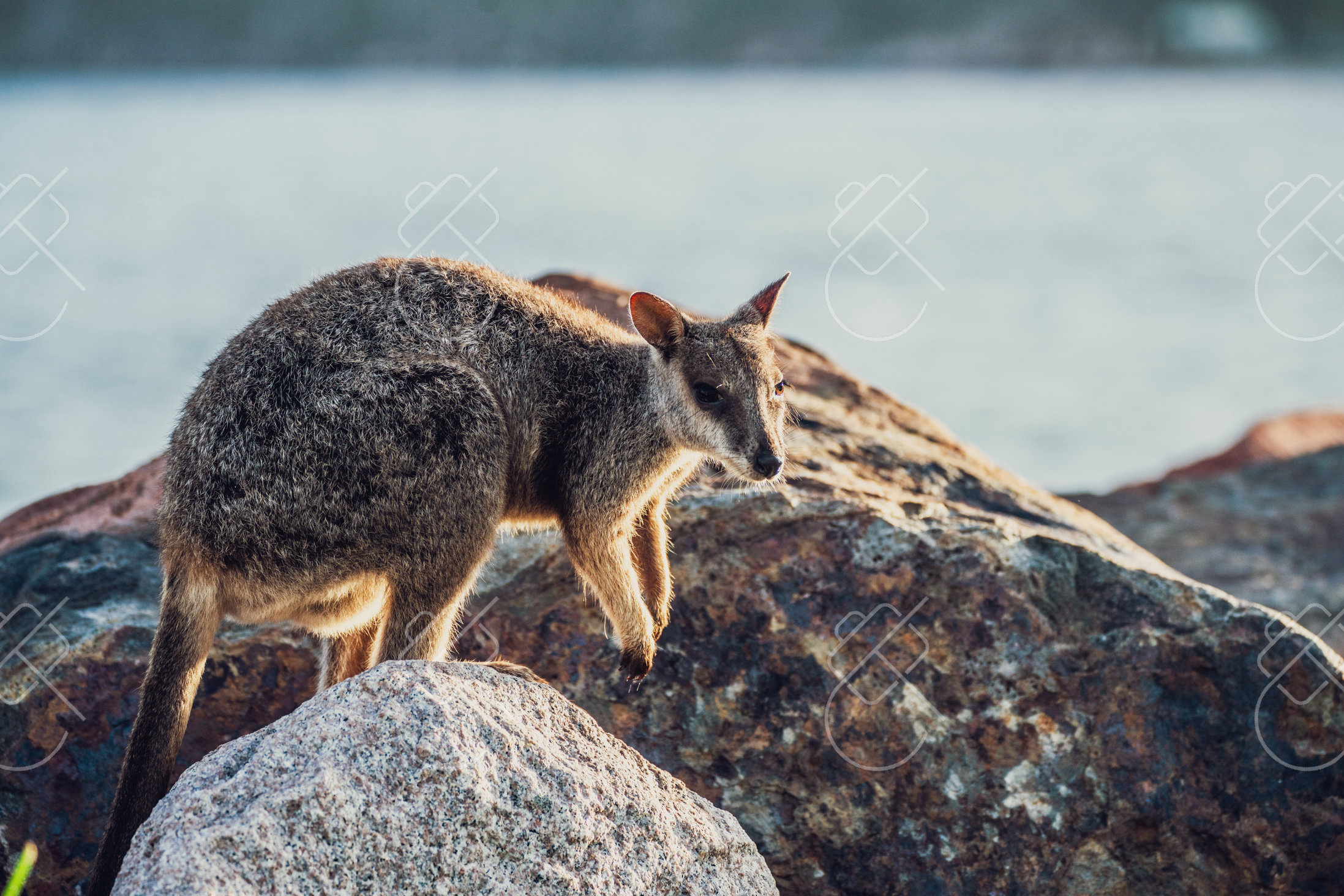 Magnetic Island, Australia, February 2023