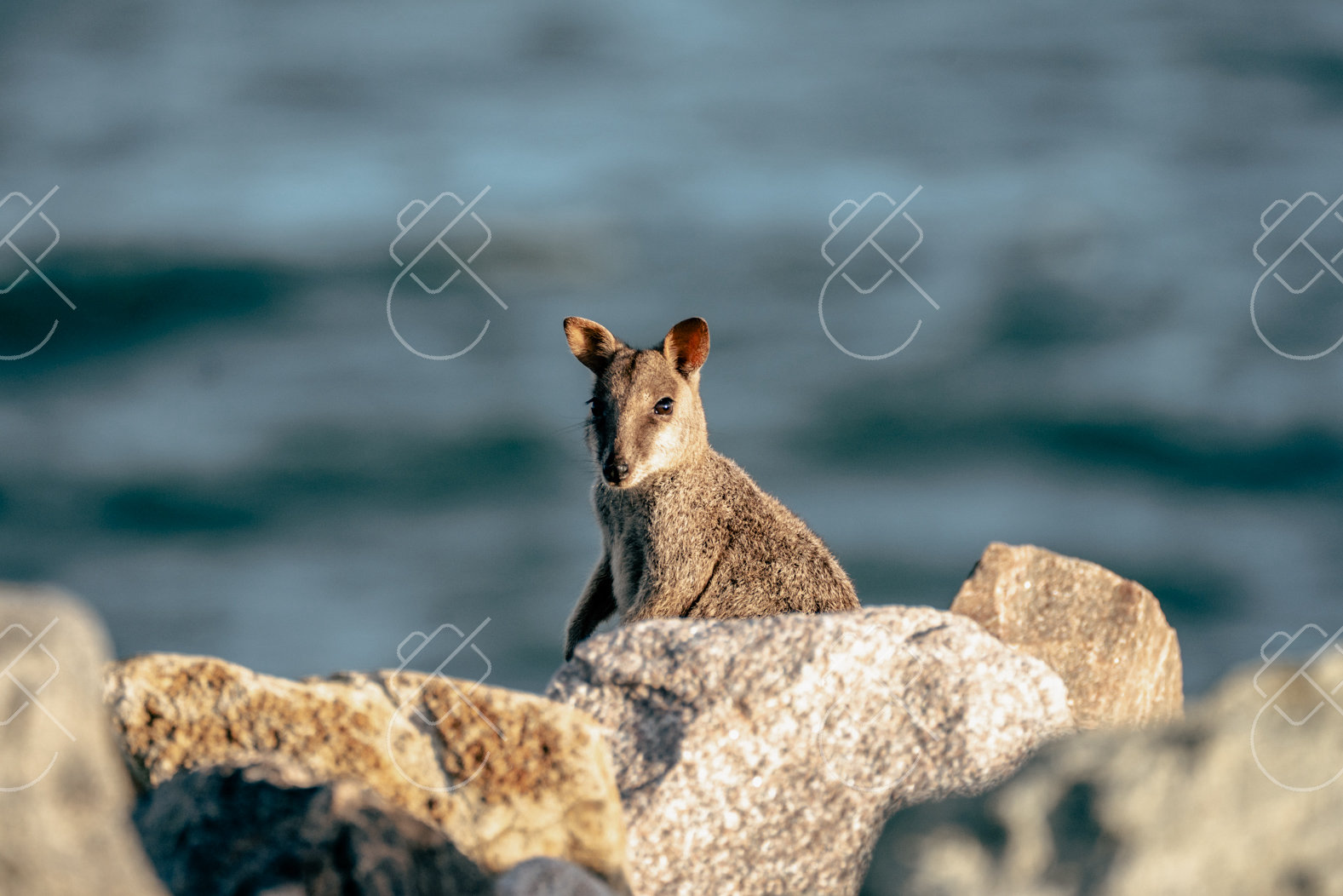 Magnetic Island, Australia, February 2023