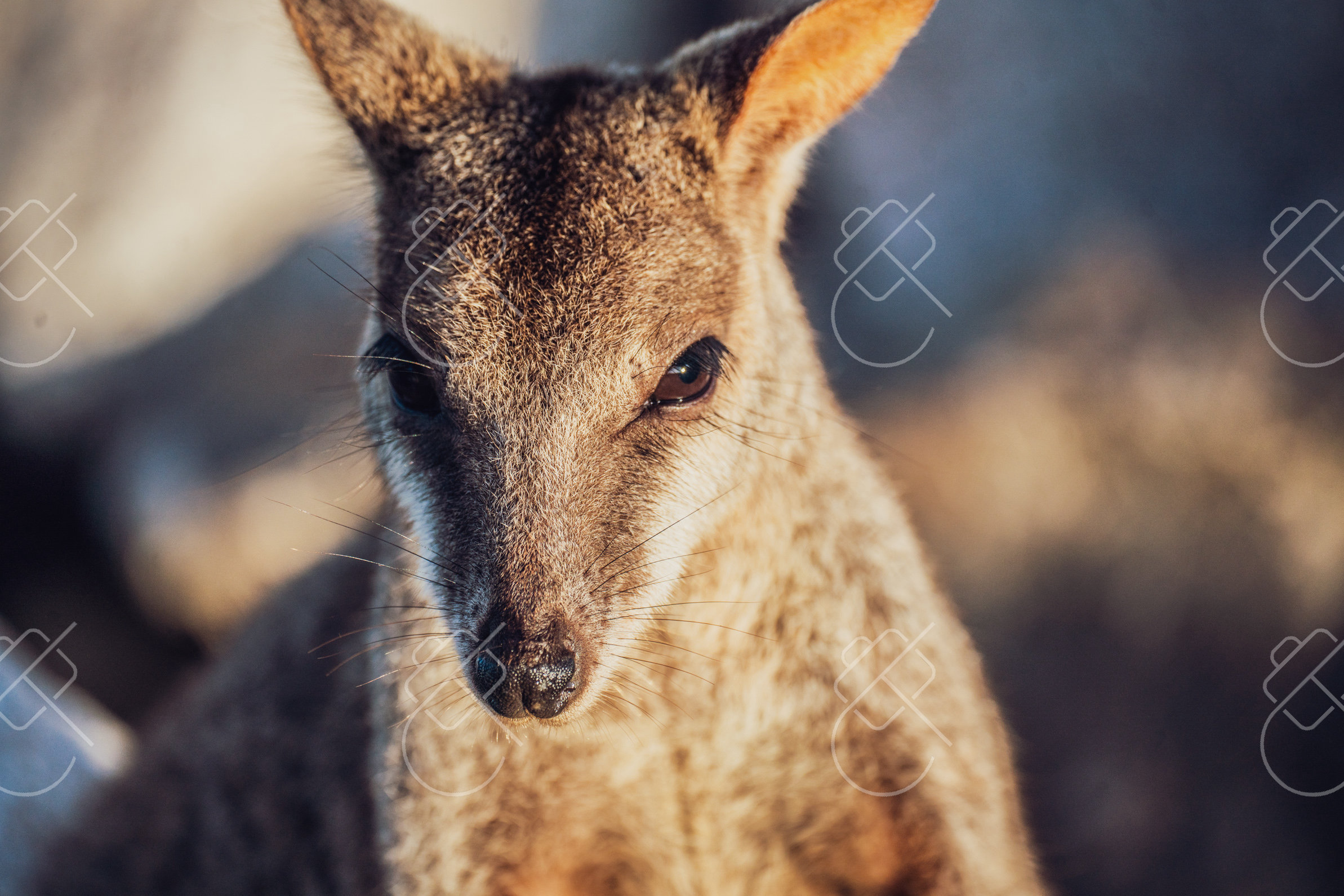 View & buy this print Magnetic Island — fine art travel photography print available from Clever Tourists