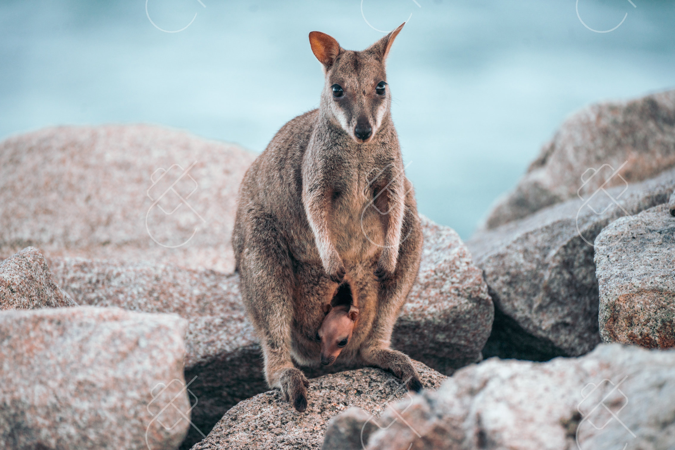 View & buy this print Magnetic Island, Australia — Nature