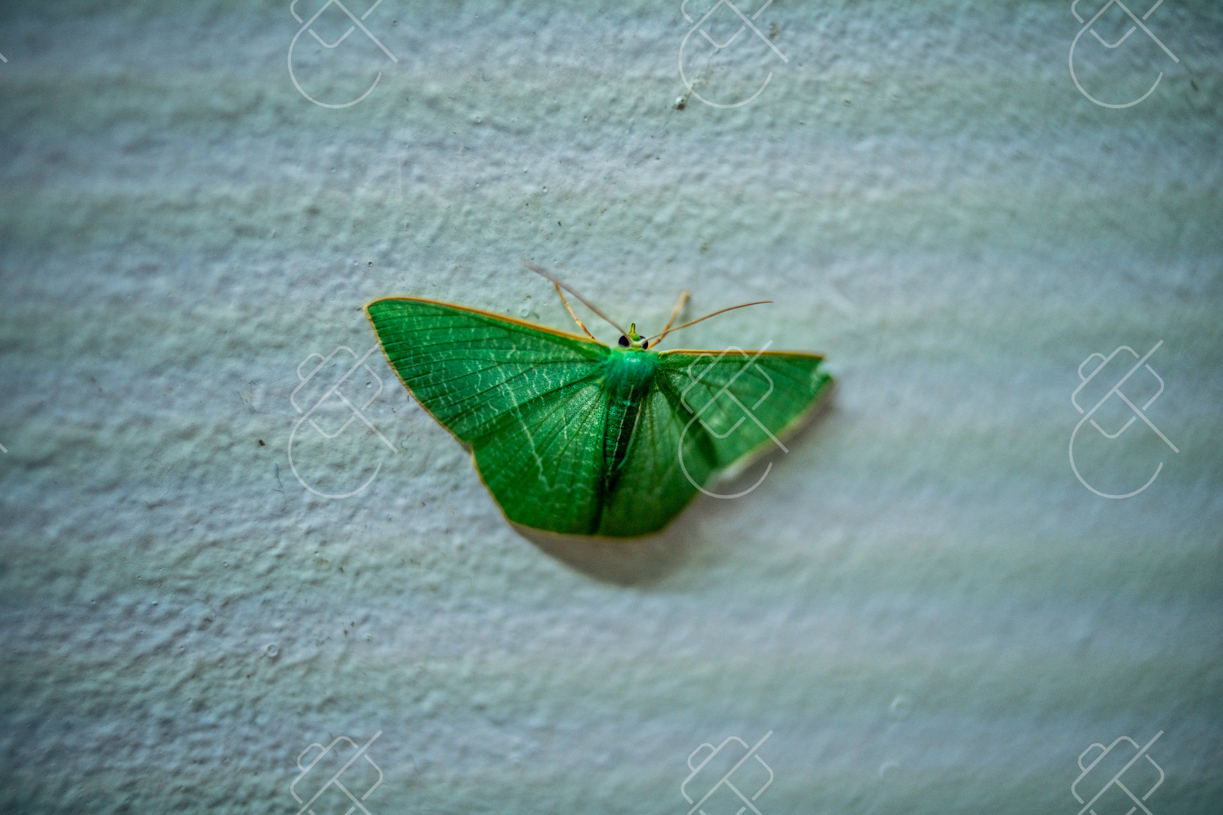 View & buy this print Cairns, Australia — Nature