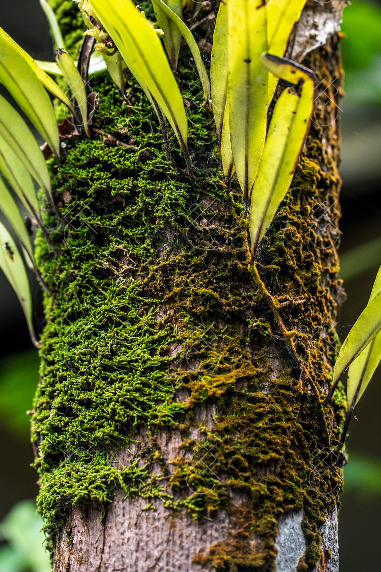 Daintree, Australia, February 2023