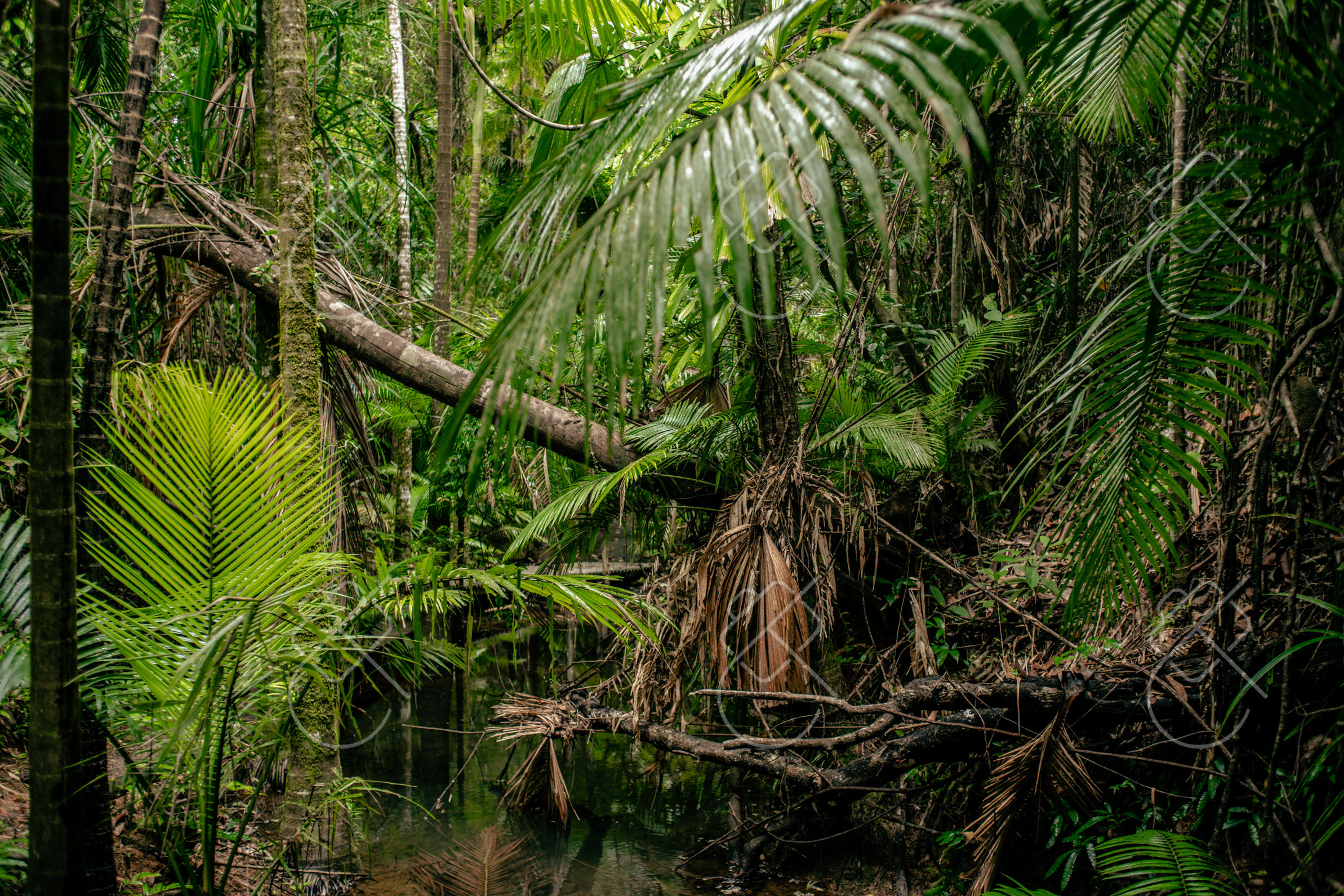 View & buy this print Daintree — fine art travel photography print available from Clever Tourists