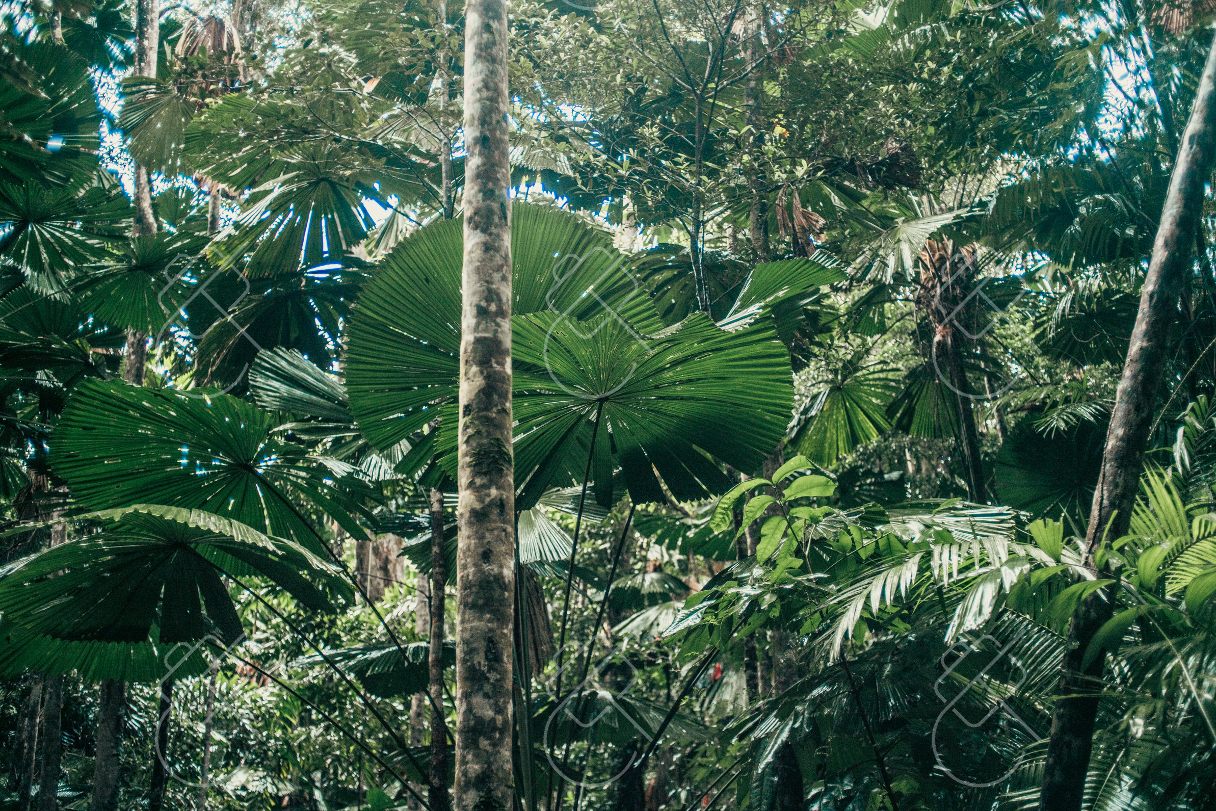 Daintree, Australia, February 2023