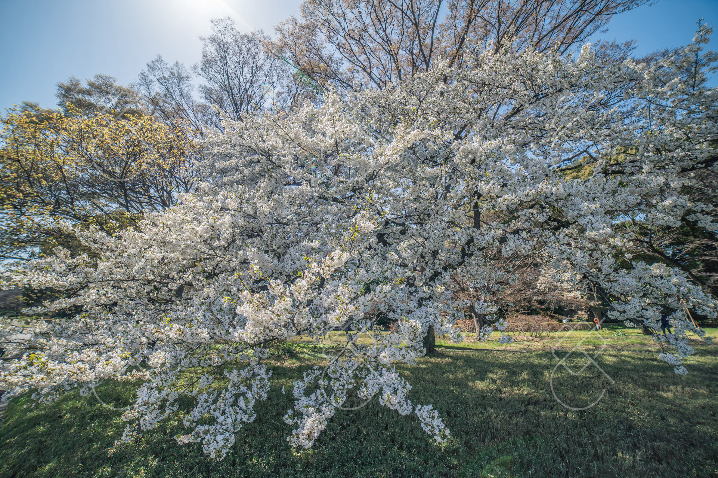 Tokyo, Japan, March 2023