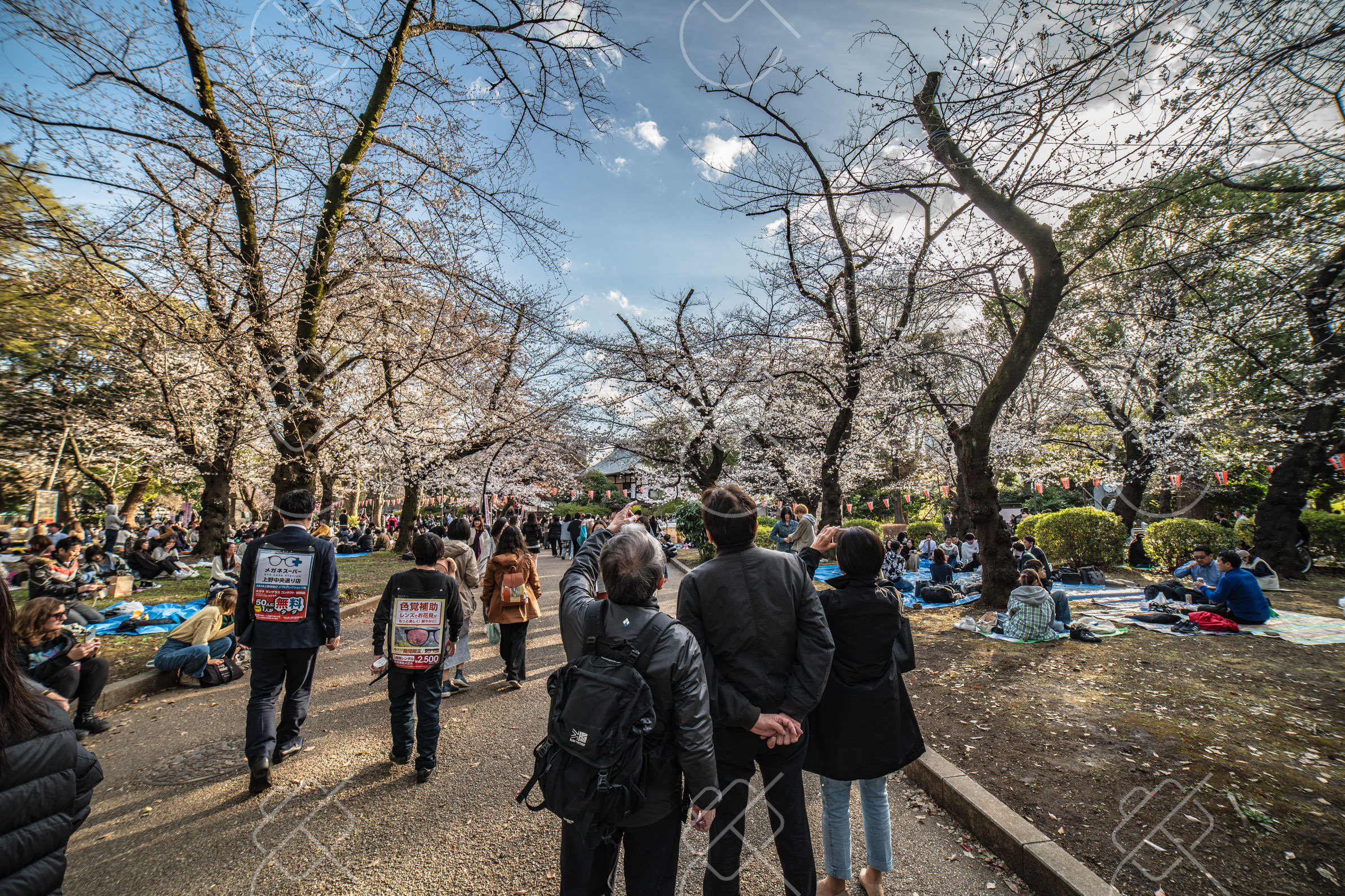Blossom-season crowds in coats and jackets under the cherry trees in Tokyo, late March 2023