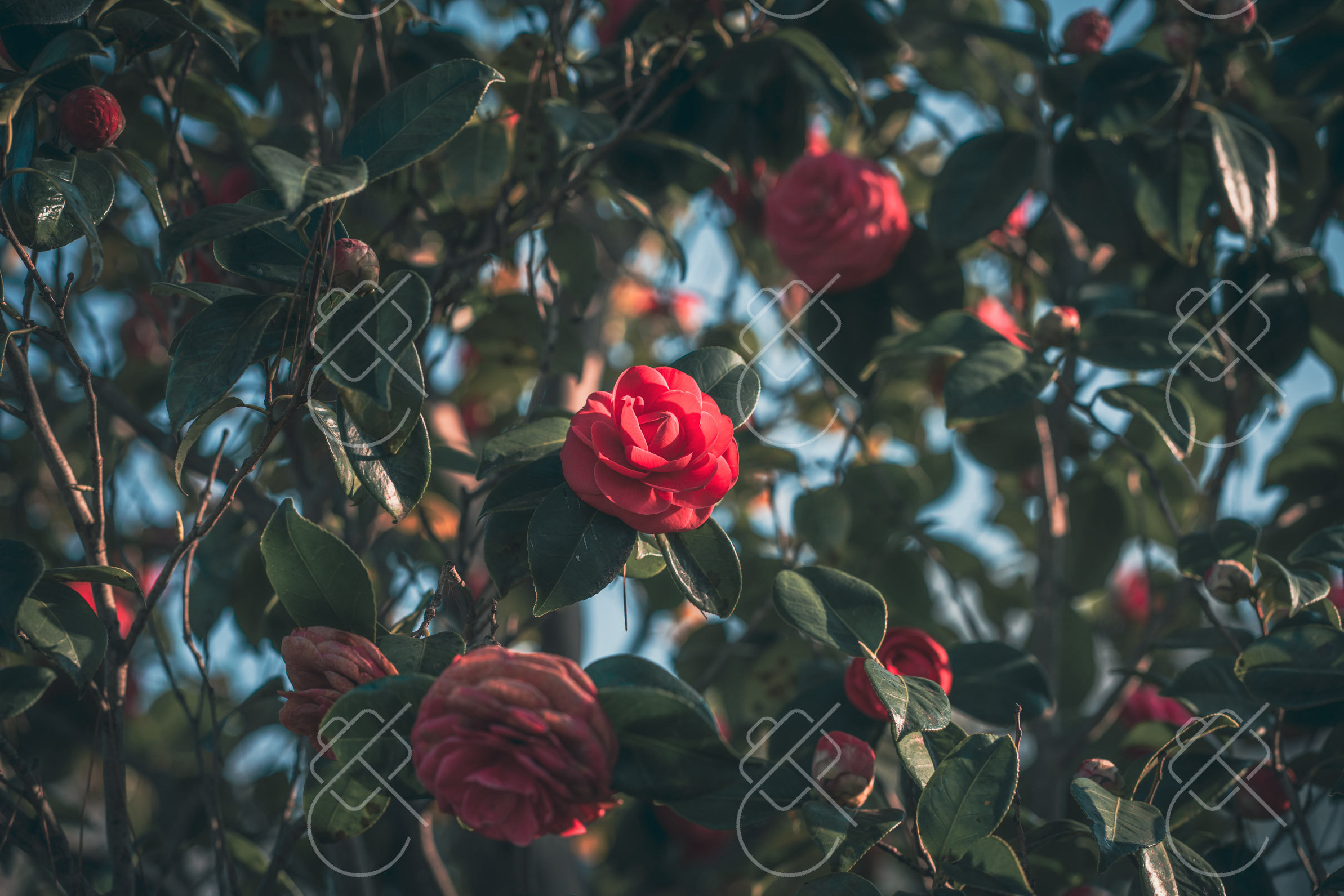 Red Camellias in Bloom, photographed in Kanazawa, Japan