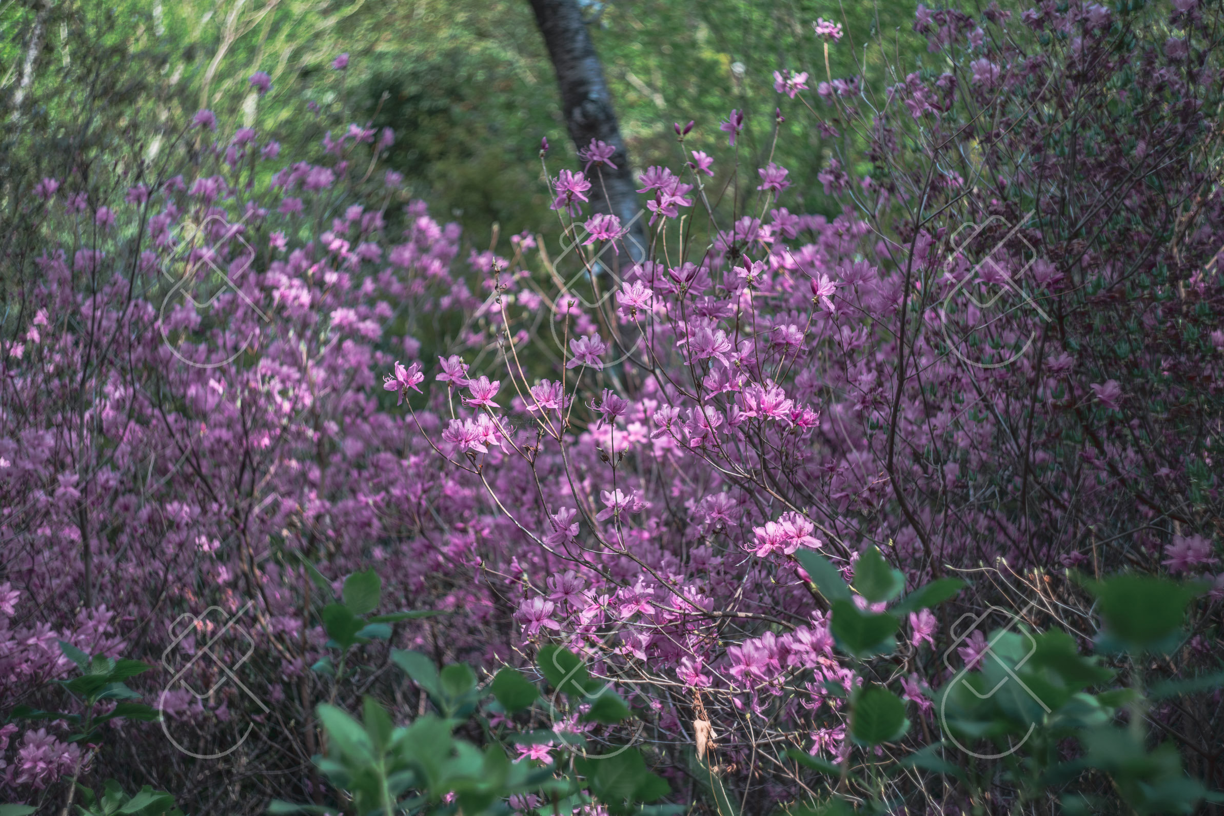 Kyoto, Japan, April 2023