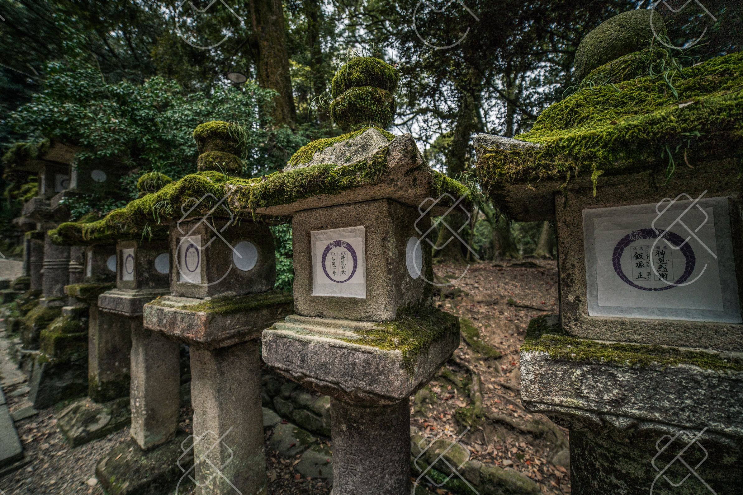 Moss-covered stone lanterns lining the path to Kasuga Taisha — Nara, fine art travel photography print available from Clever Tourists