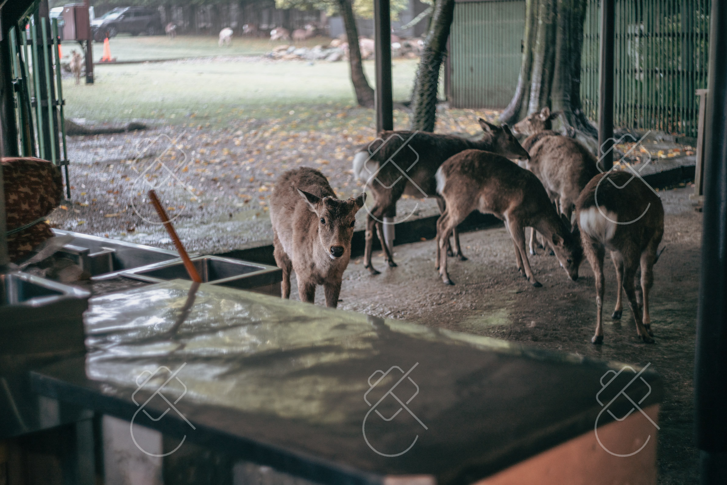 One of Nara Park's famously bold sika deer — Nara, fine art travel photography print available from Clever Tourists