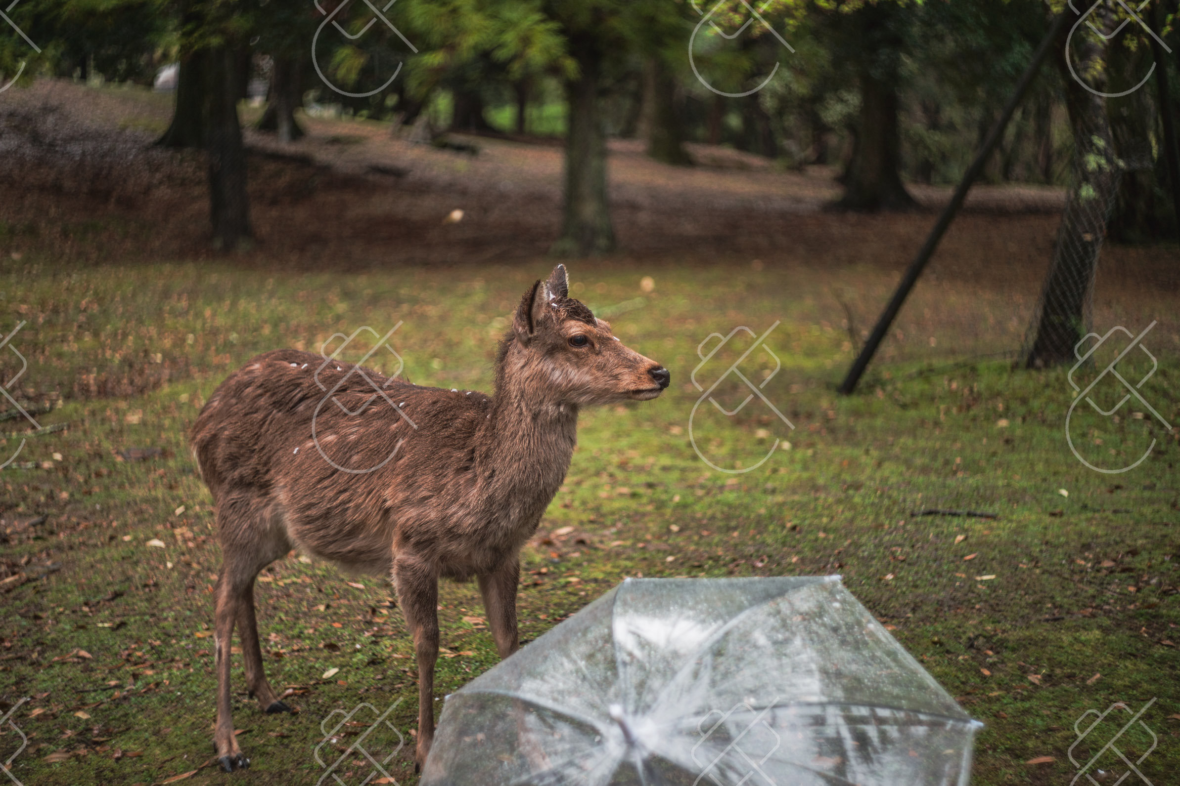 A Nara deer standing over a dropped plastic umbrella; the deer will chew plastic, so keep wrappers zipped away in the park