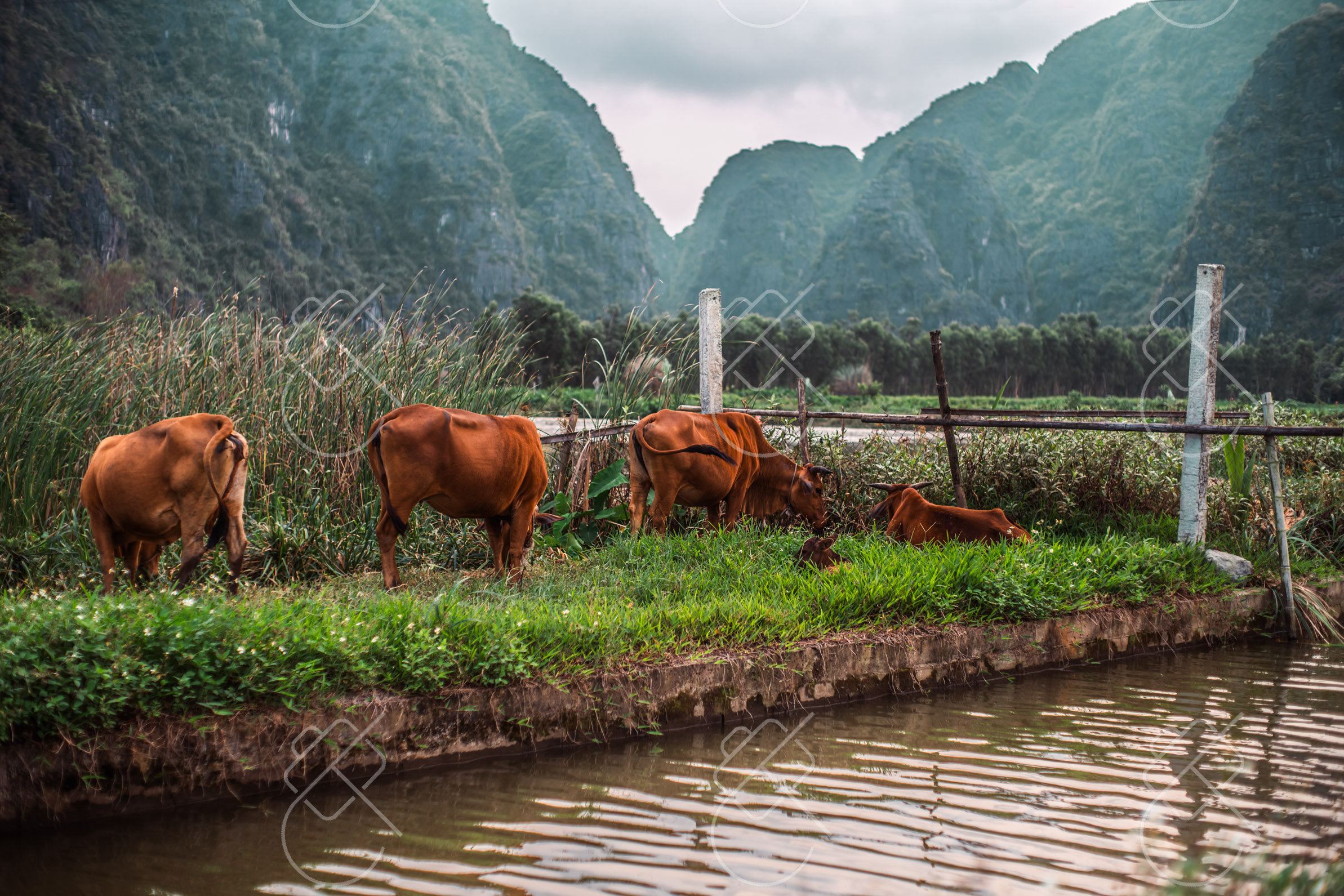 Cattle grazing in the working countryside below the karst — Tam Coc, Bich Dong & the countryside