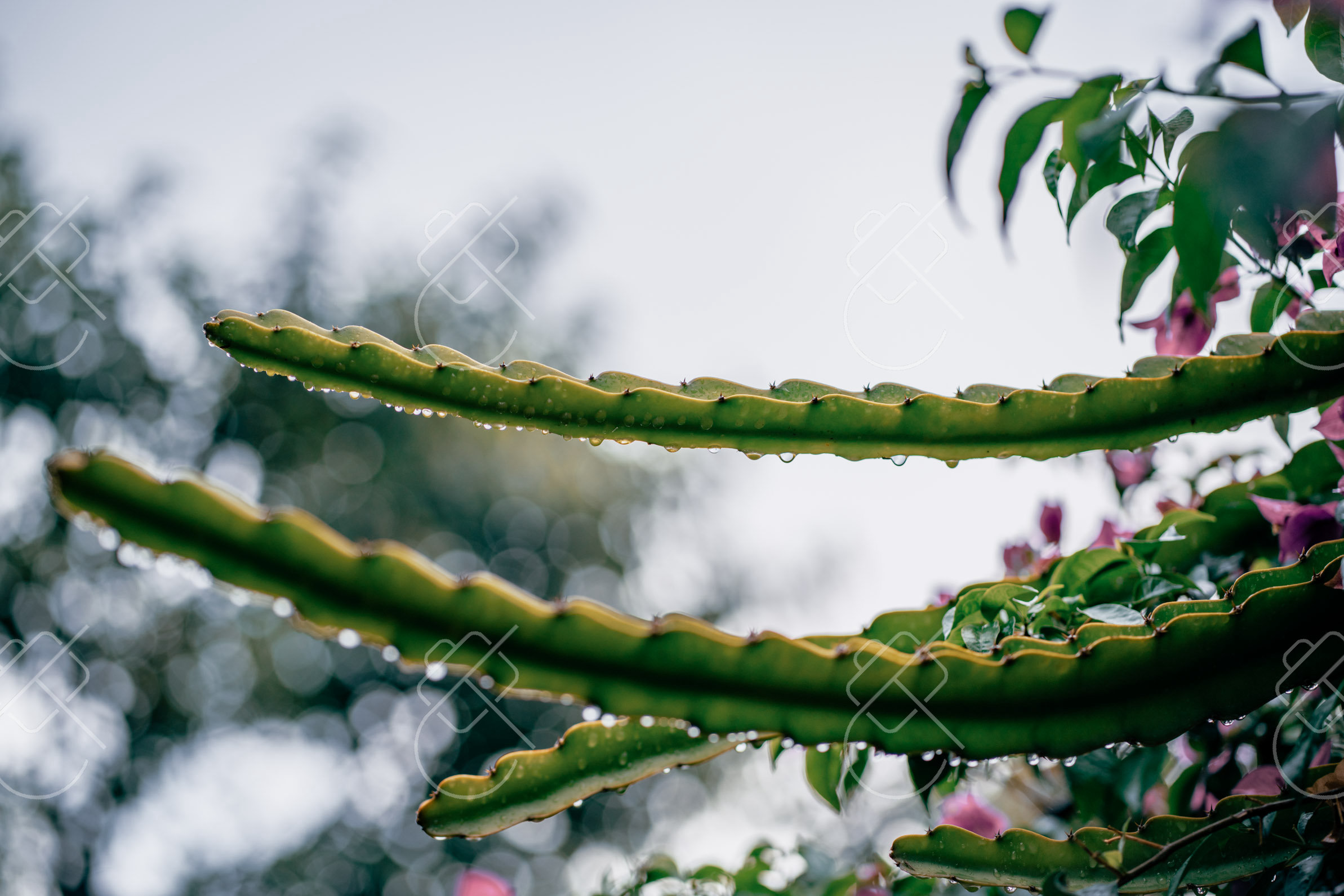 Da Lat, Vietnam, May 2023