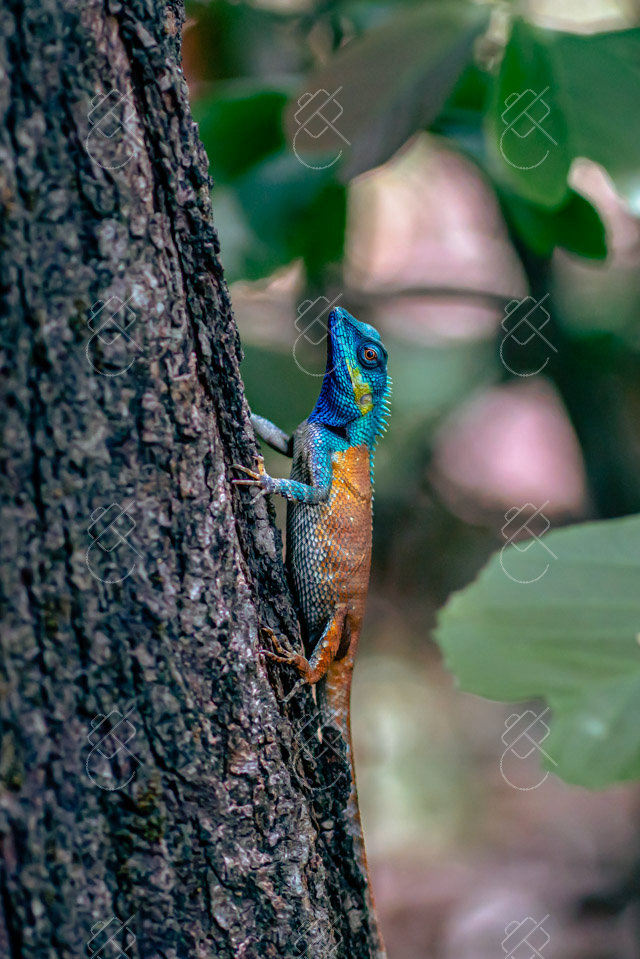 View & buy this print Ho Chi Minh City, Vietnam — Nature