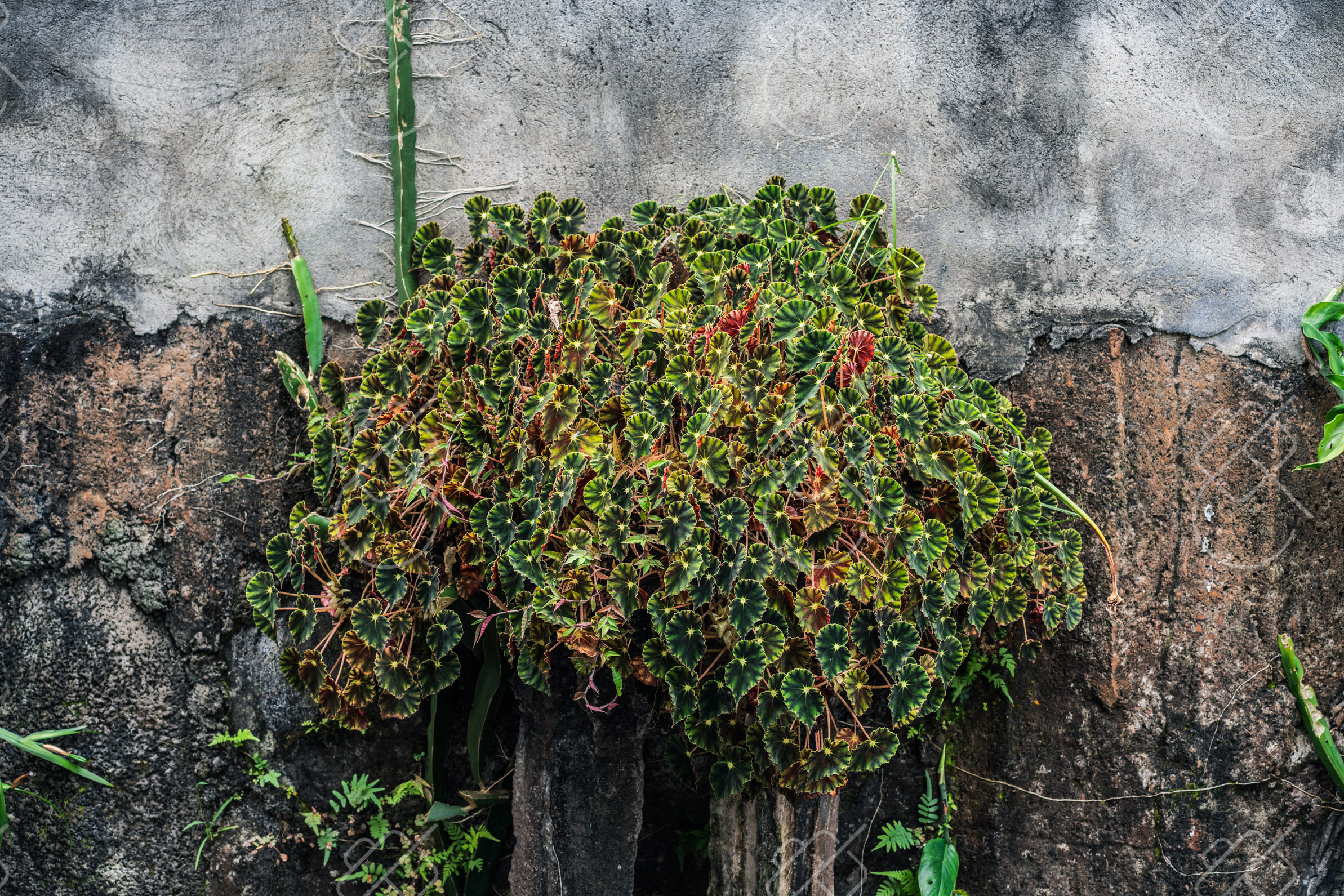 Munduk, Indonesia — travel photograph, May 2023