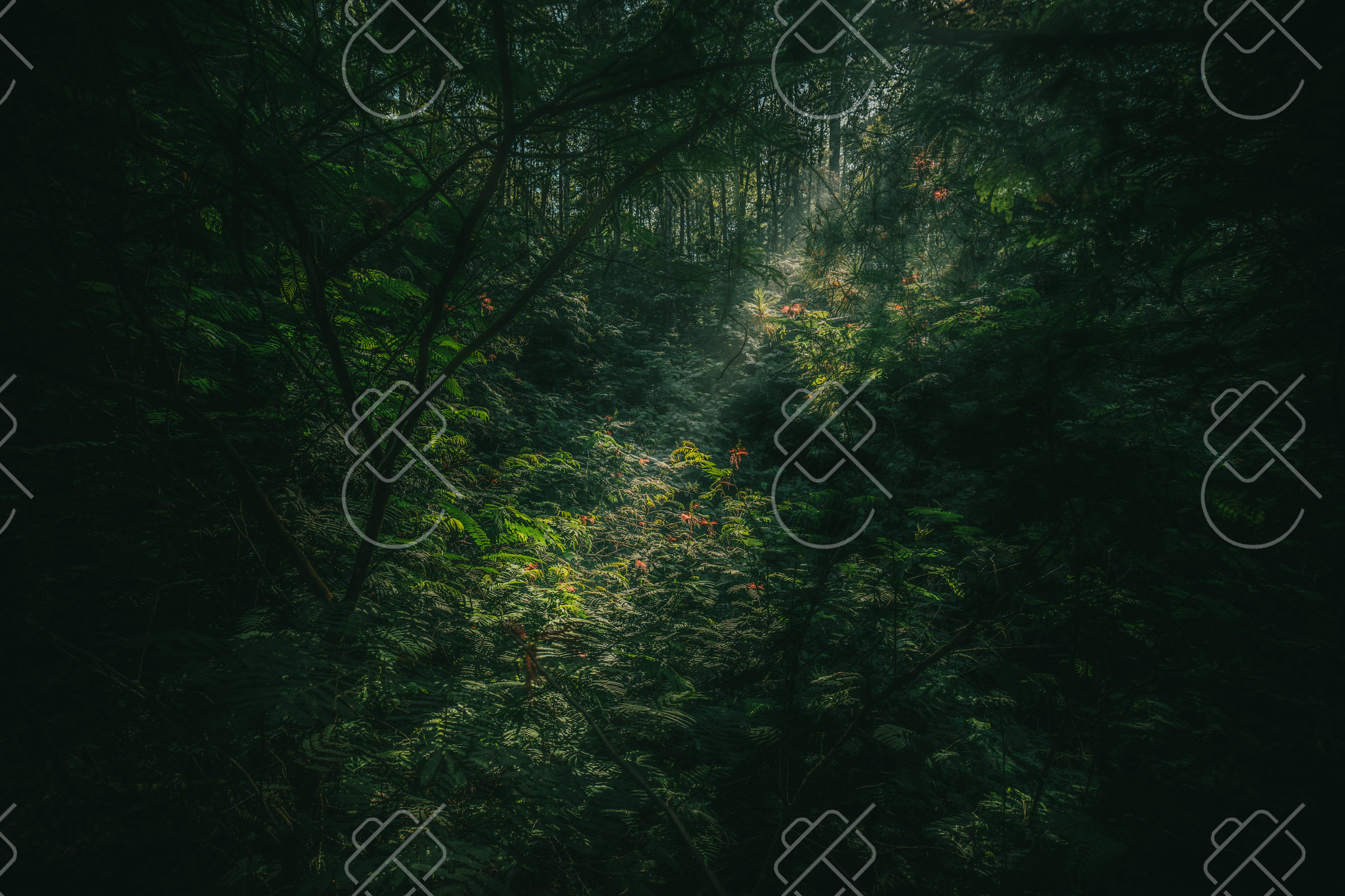 Sunlit Forest Ravine in Bali, photographed in Kintamani, Indonesia