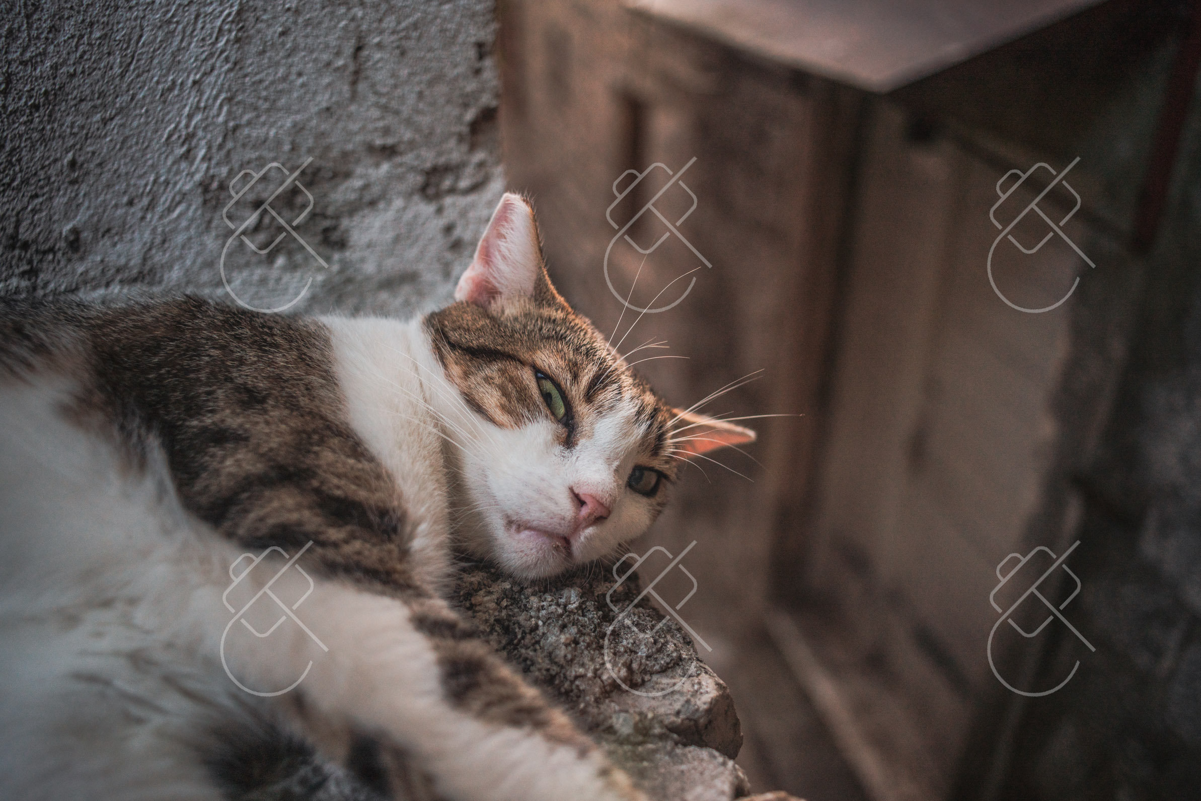 A sunbathing orange cat sprawled on a sun-warmed stone ledge — Kotor, fine art travel photography print available from Clever Tourists