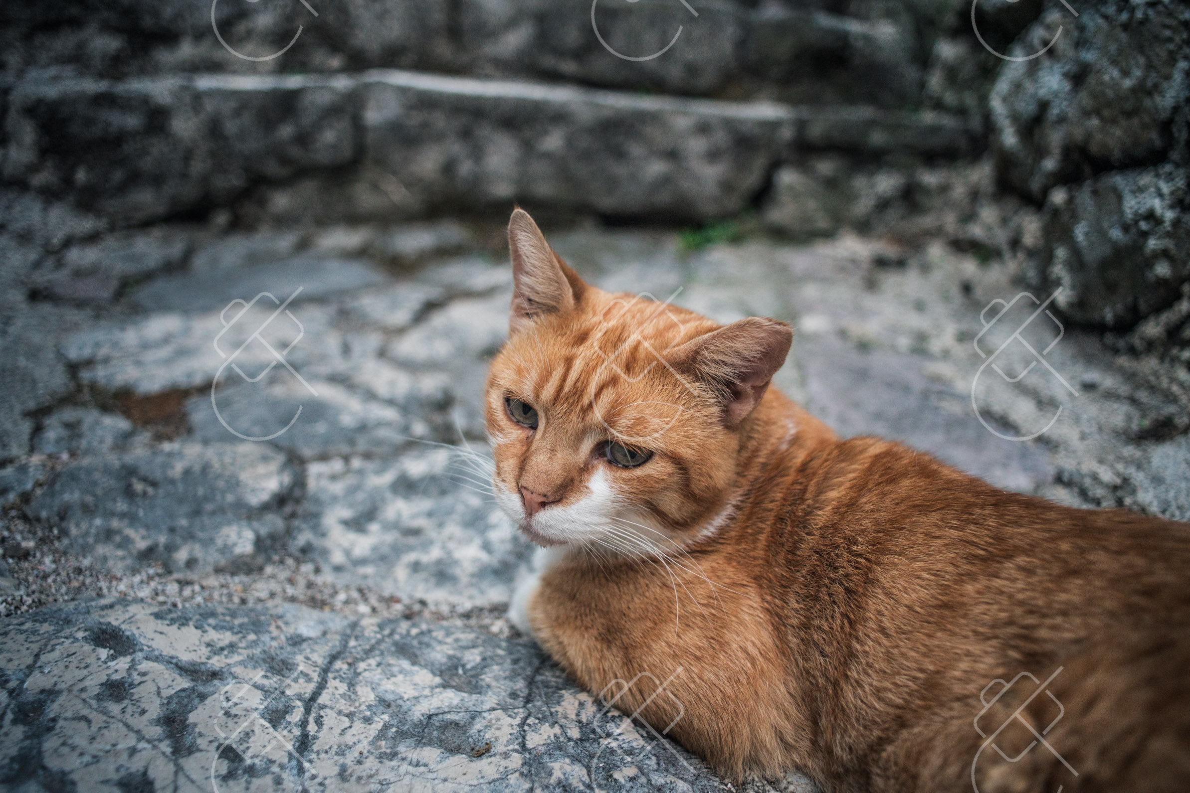 Kotor, Montenegro, August 2023