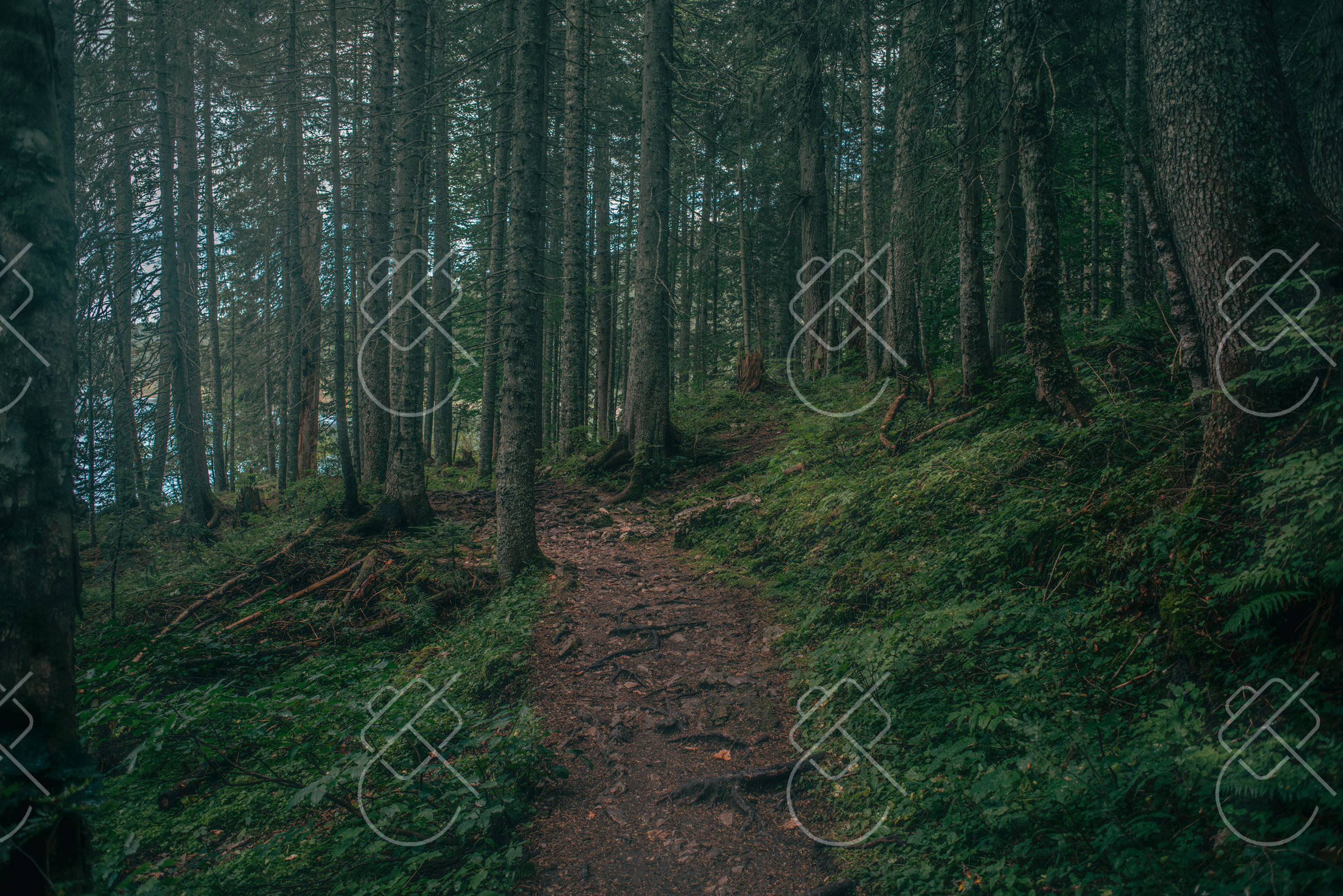 A hiking trail winding through dense Durmitor pine woods — Zabljak, fine art travel photography print available from Clever Tourists