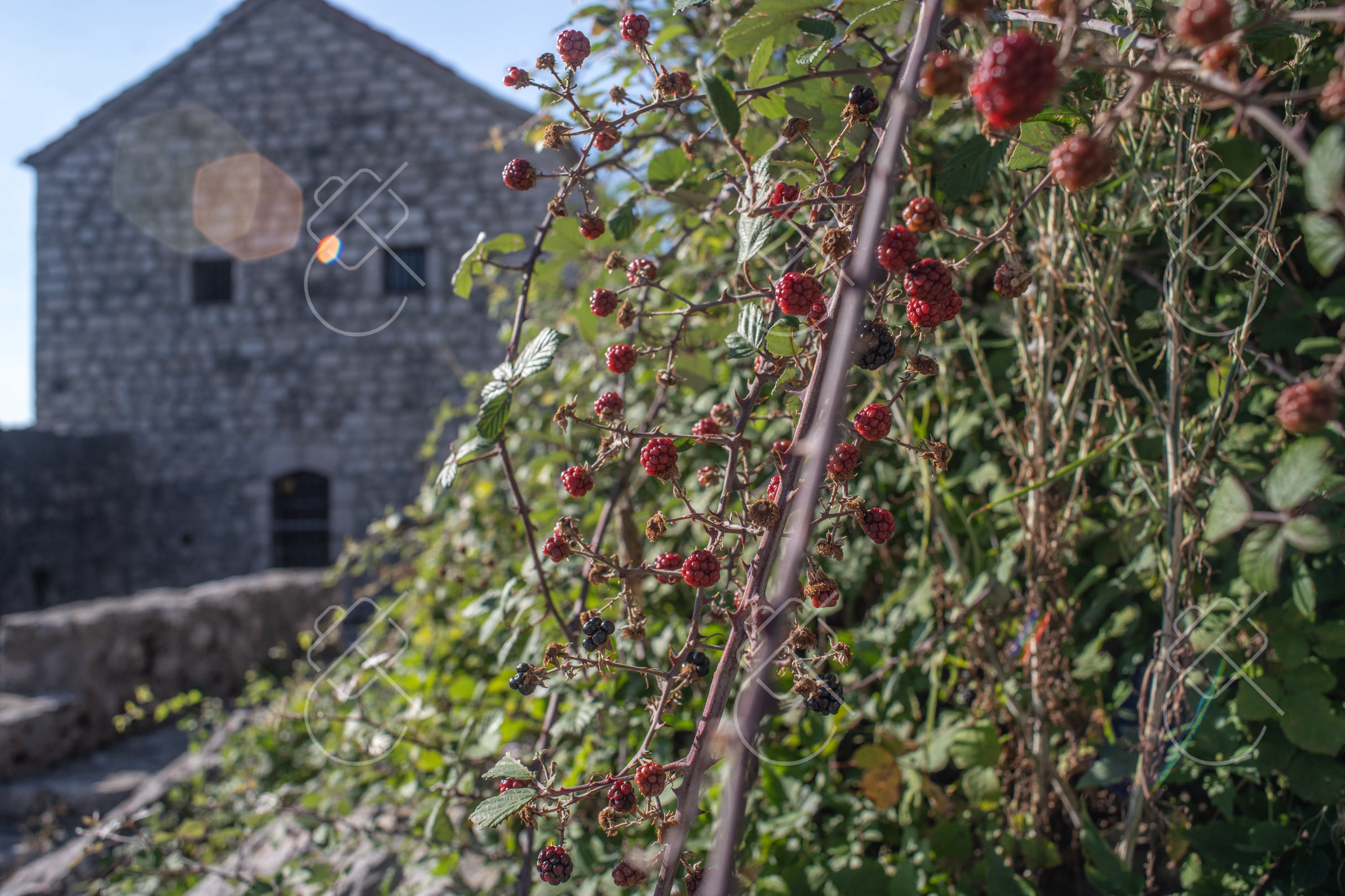 Wild berries reddening along the wall beside the fortress tower — Bedem Fortress, fine art travel photography print available from Clever Tourists